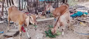 Farm Goat