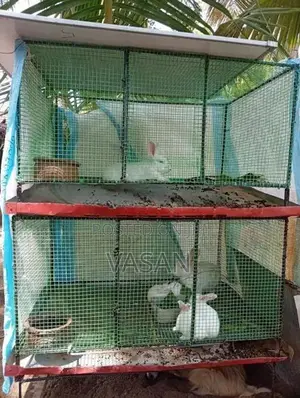 Rabbit