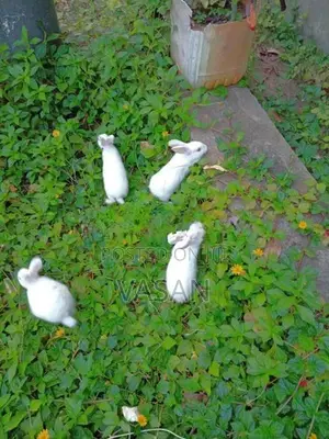 4 rabbit