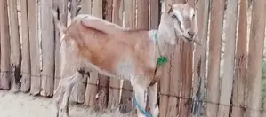 Farm Goat