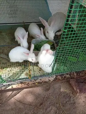 Rabbit