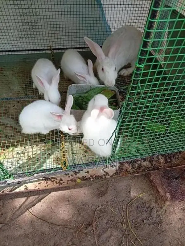 Rabbit