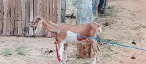 Farm Goat