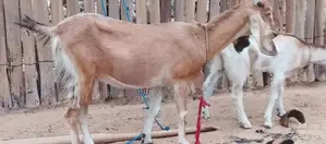 Farm Goat