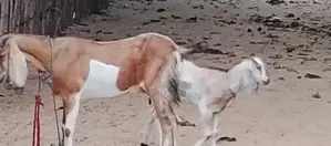 Farm Goat