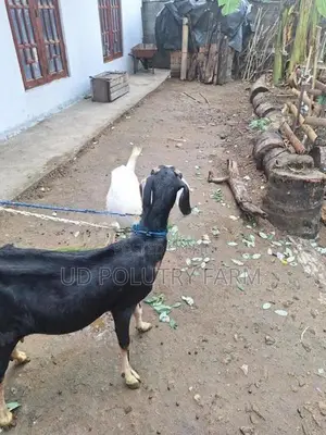 Goats