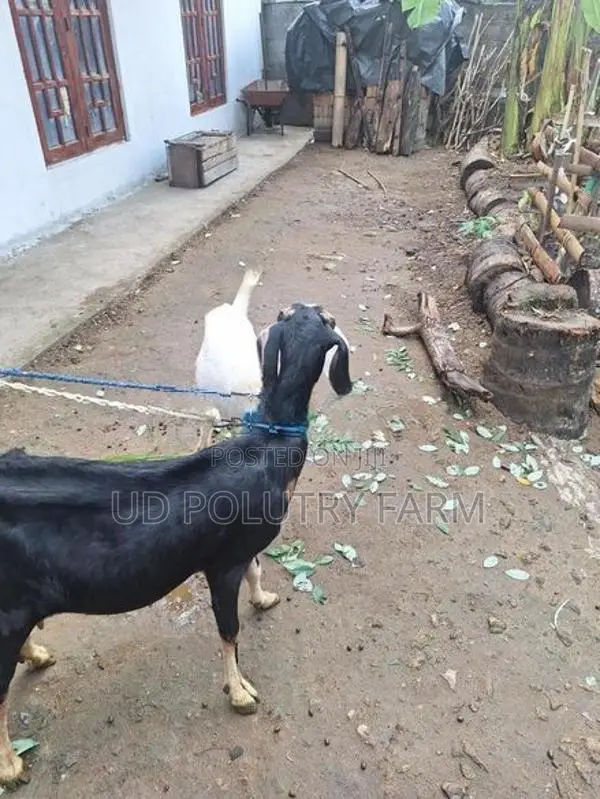 Goats