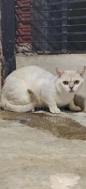 British short hair male kitten