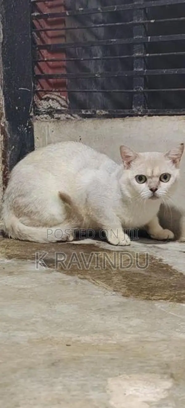 British short hair male kitten