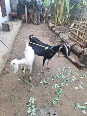 Goats