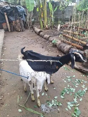Goats