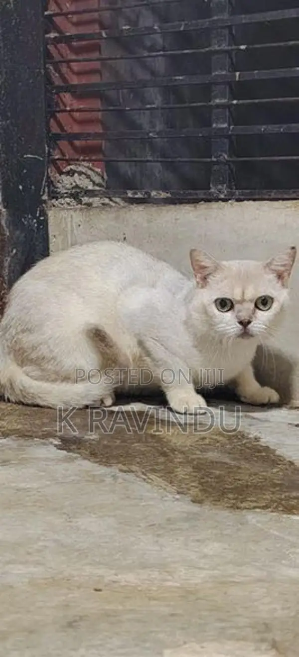 British short hair male kitten