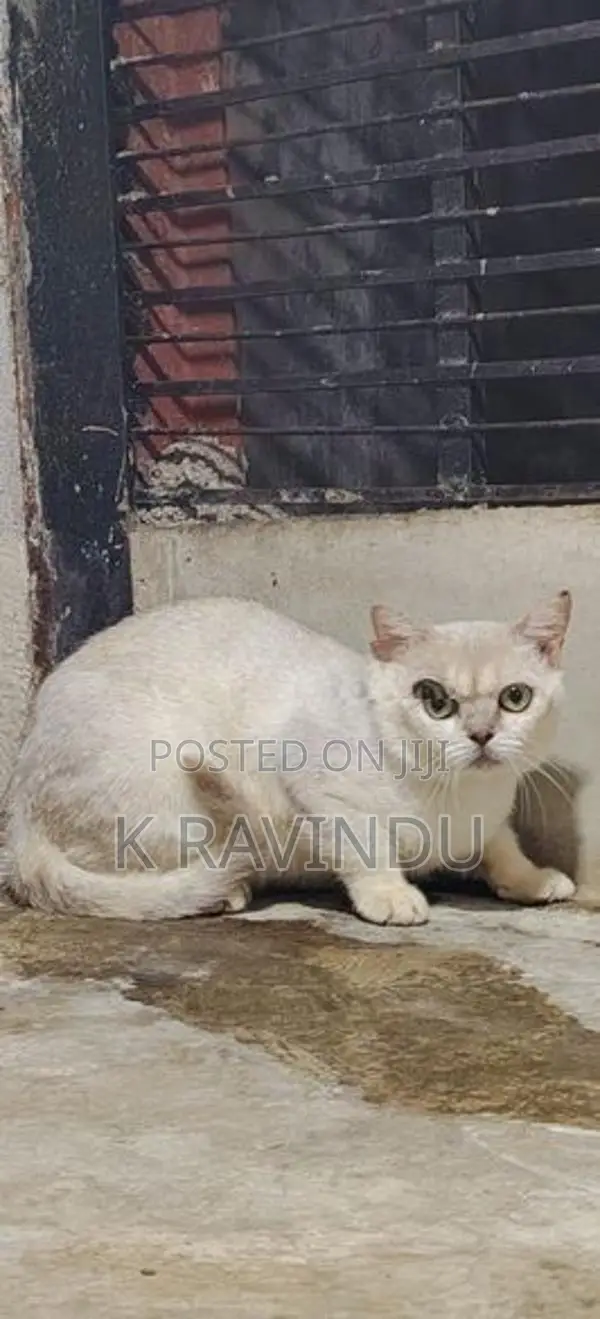 British short hair male kitten