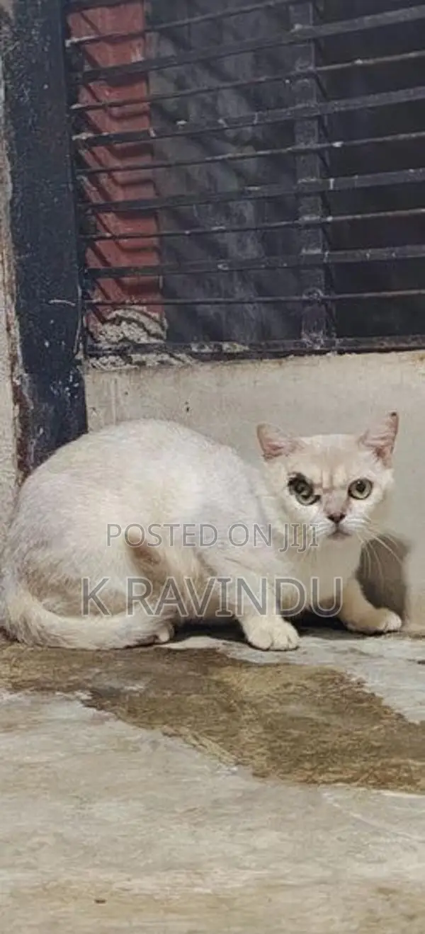 British short hair male kitten