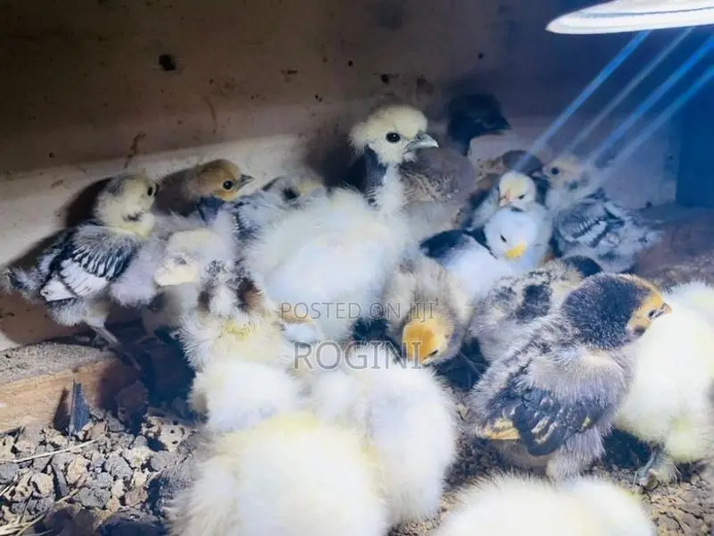 Fancy Chicks (Bantams)