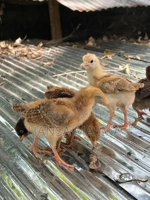 කුකුල් පැටව්
