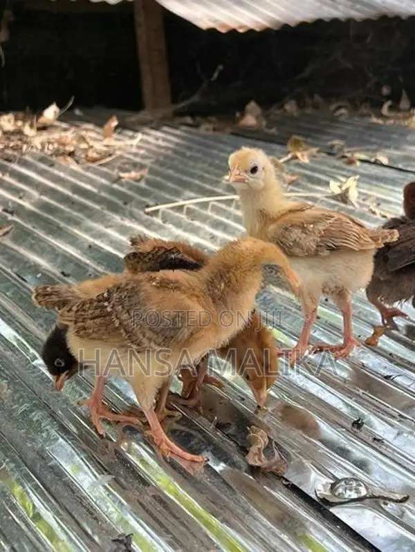 කුකුල් පැටව්