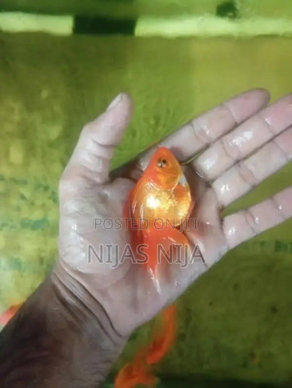 Gold Fish