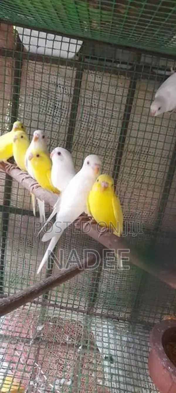 Red eye Love bird