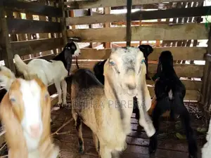 Goats