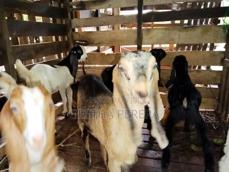 Goats