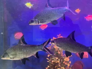 Silver Shark Fish