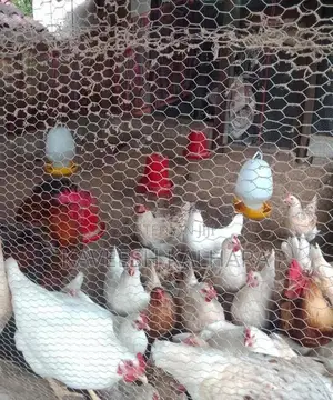 බිත්තර දමන කිකිළියන්