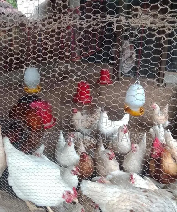 බිත්තර දමන කිකිළියන්
