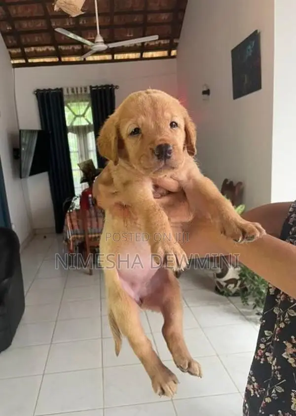 Labrador Puppy