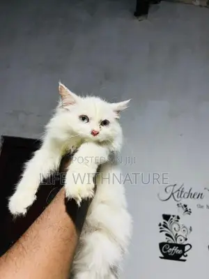 Persian Cats