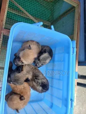 pomeranian puppies