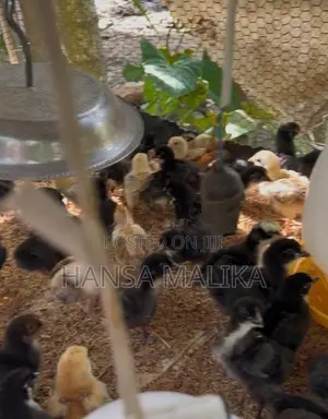 කුකුල් පැටව්
