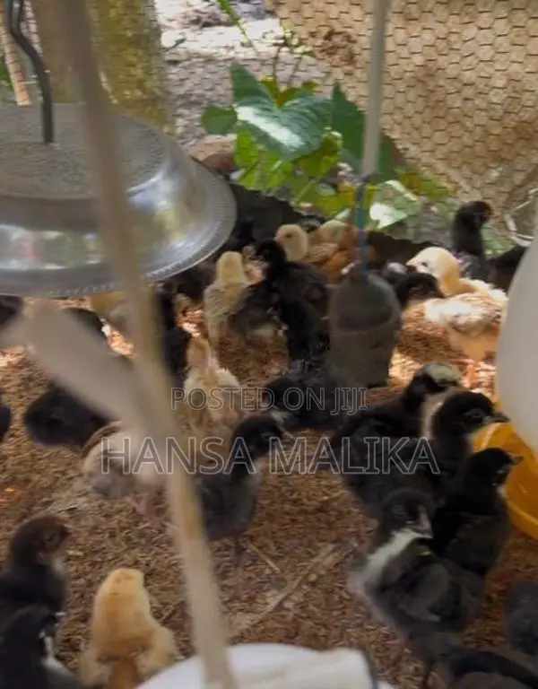 කුකුල් පැටව්