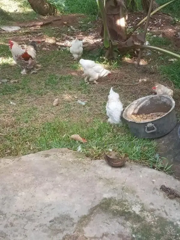 බ්‍රාහ්මා