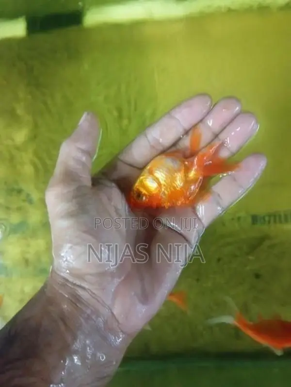 Gold Fish