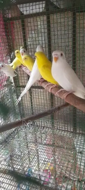 Red eye Love bird