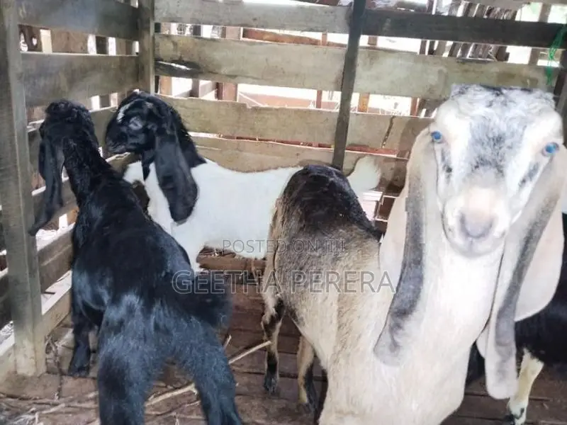 Goats