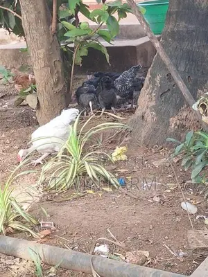 Gini Kukulan
