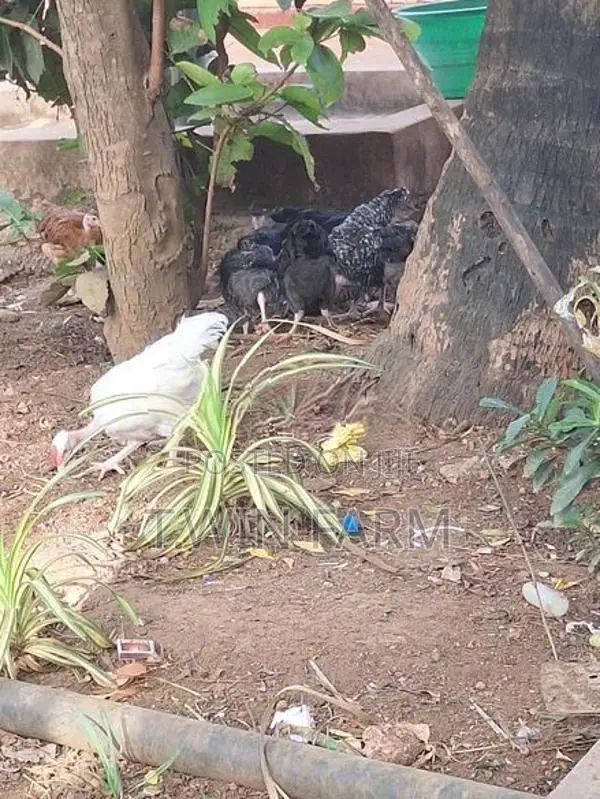 Gini Kukulan
