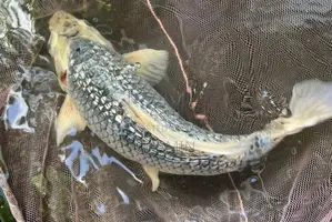 Koi Black Diamond Soragoi