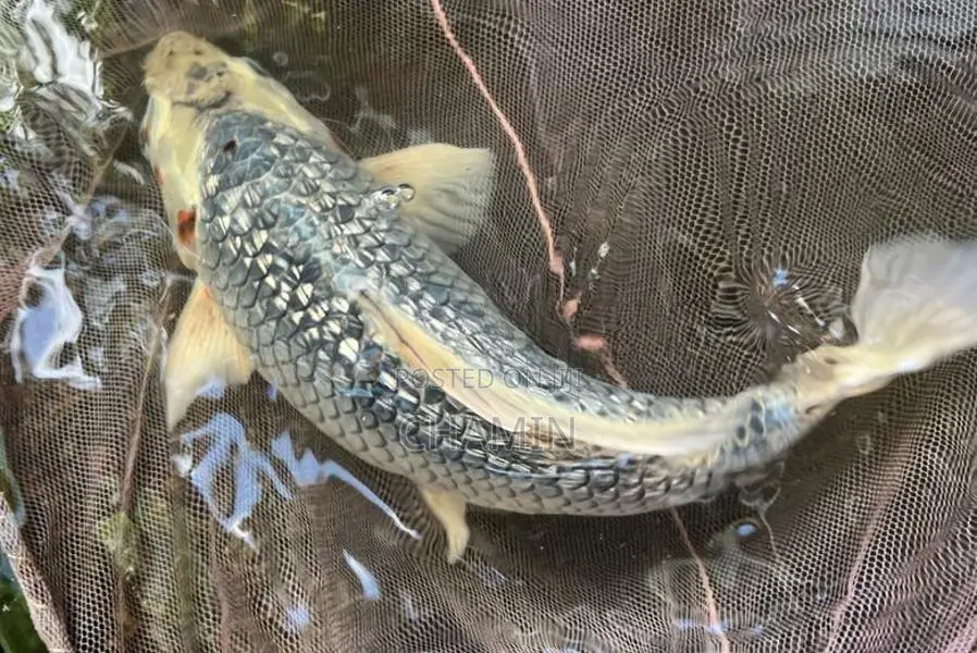 Koi Black Diamond Soragoi