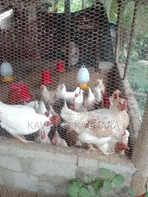 බිත්තර දමන කිකිළියන්