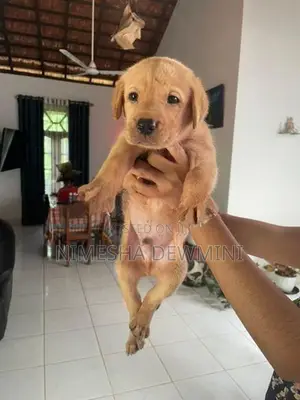 Labrador Puppy