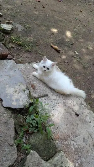 Persian Cats