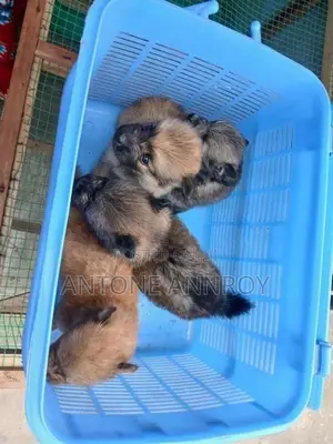 pomeranian puppies