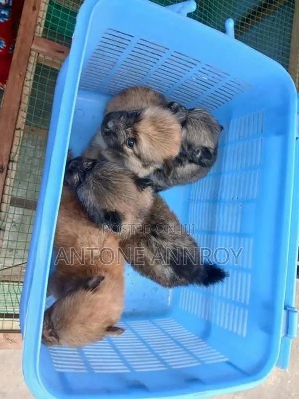 pomeranian puppies