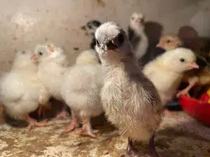 Fancy Chicks