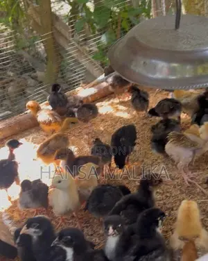 කුකුල් පැටව්