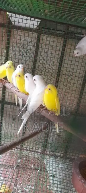 Red eye Love bird