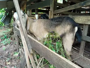 Goats